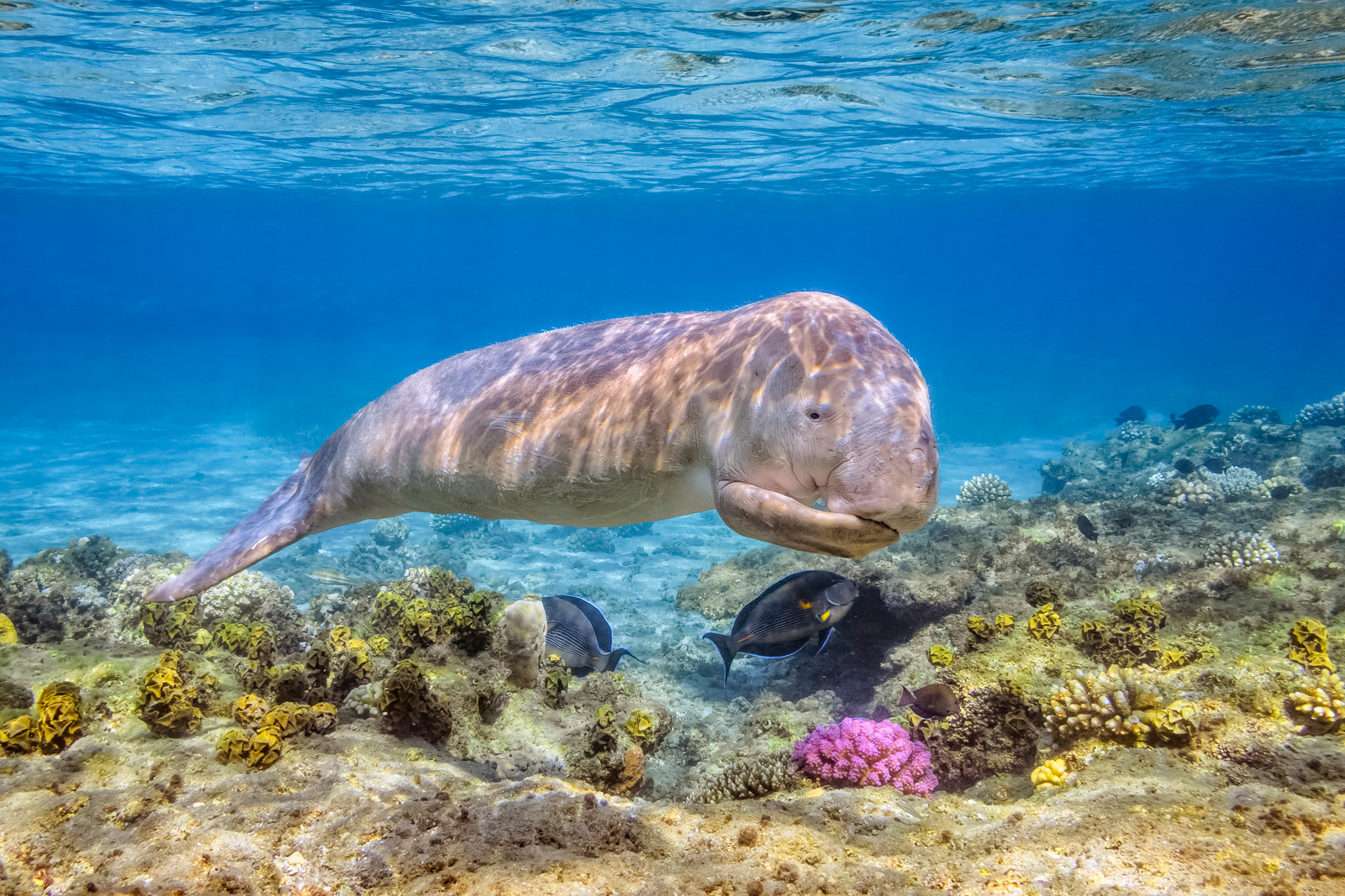 Marsa Alam